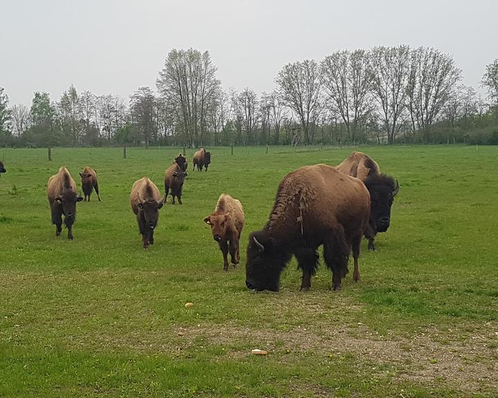 Buffalo Ranch Neukieritzsch